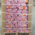 New Chinese garlic exported to Russia